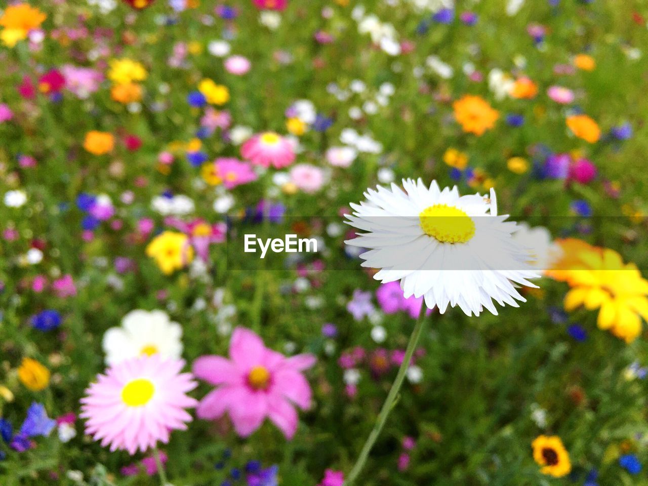 Close-up of white daisy flowers in field