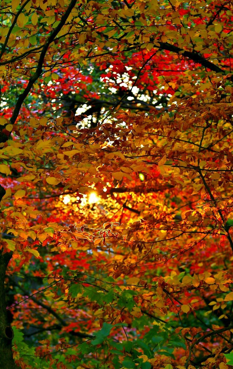 RED LEAVES ON TREE