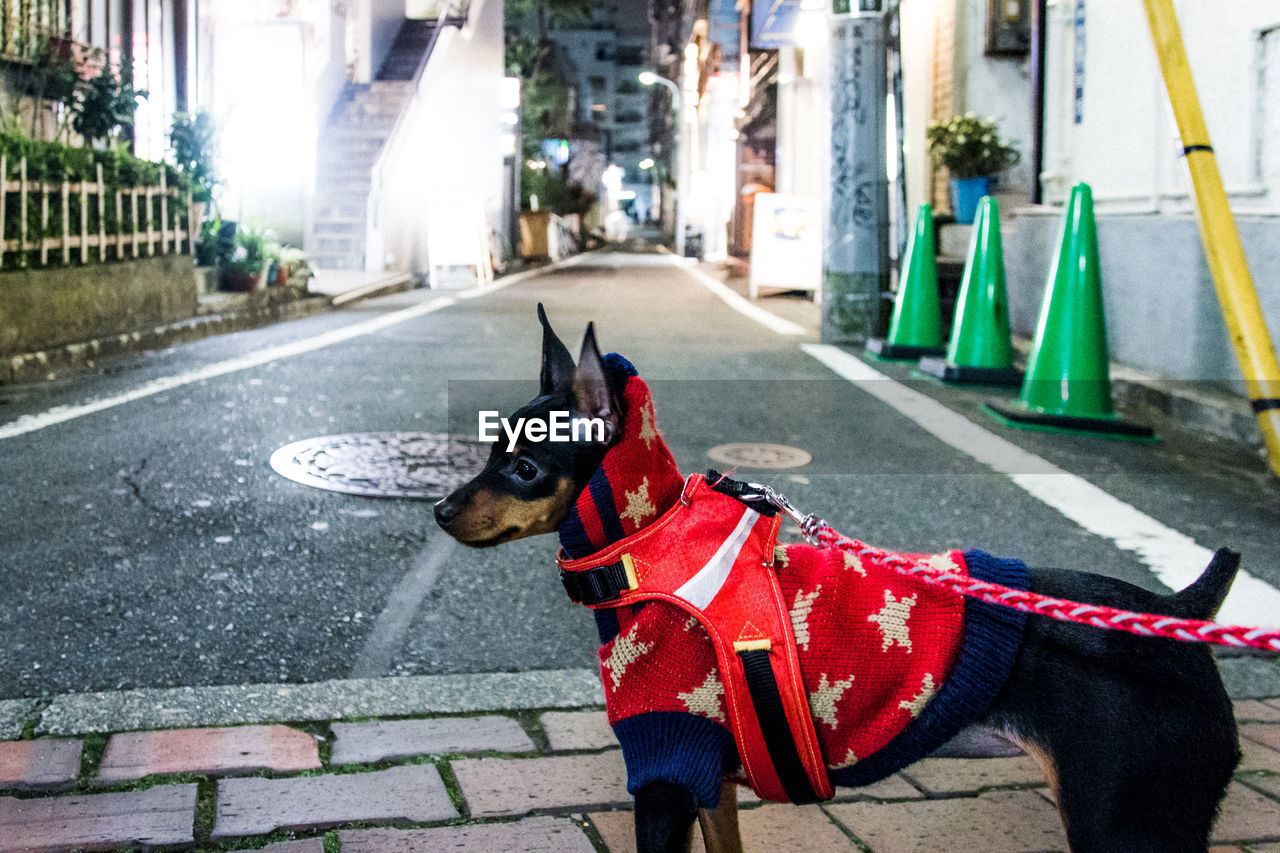 Side view of miniature pinscher in pet clothing standing on street