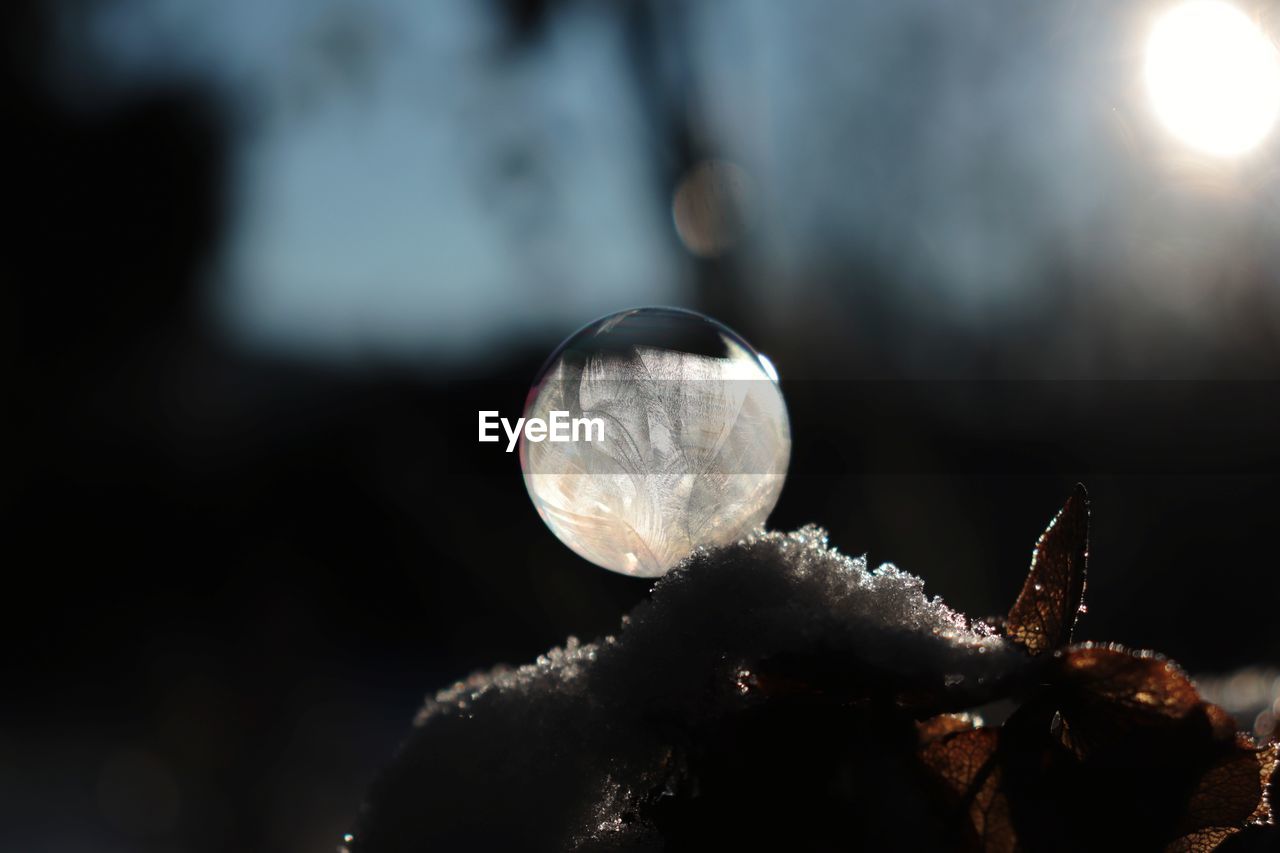 CLOSE-UP OF SNOW ON PLANTS