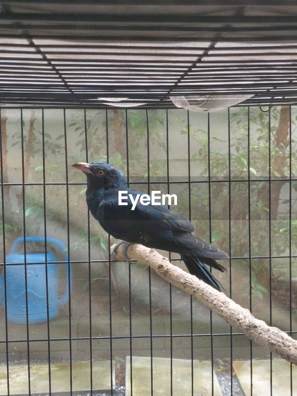 VIEW OF BIRD IN CAGE