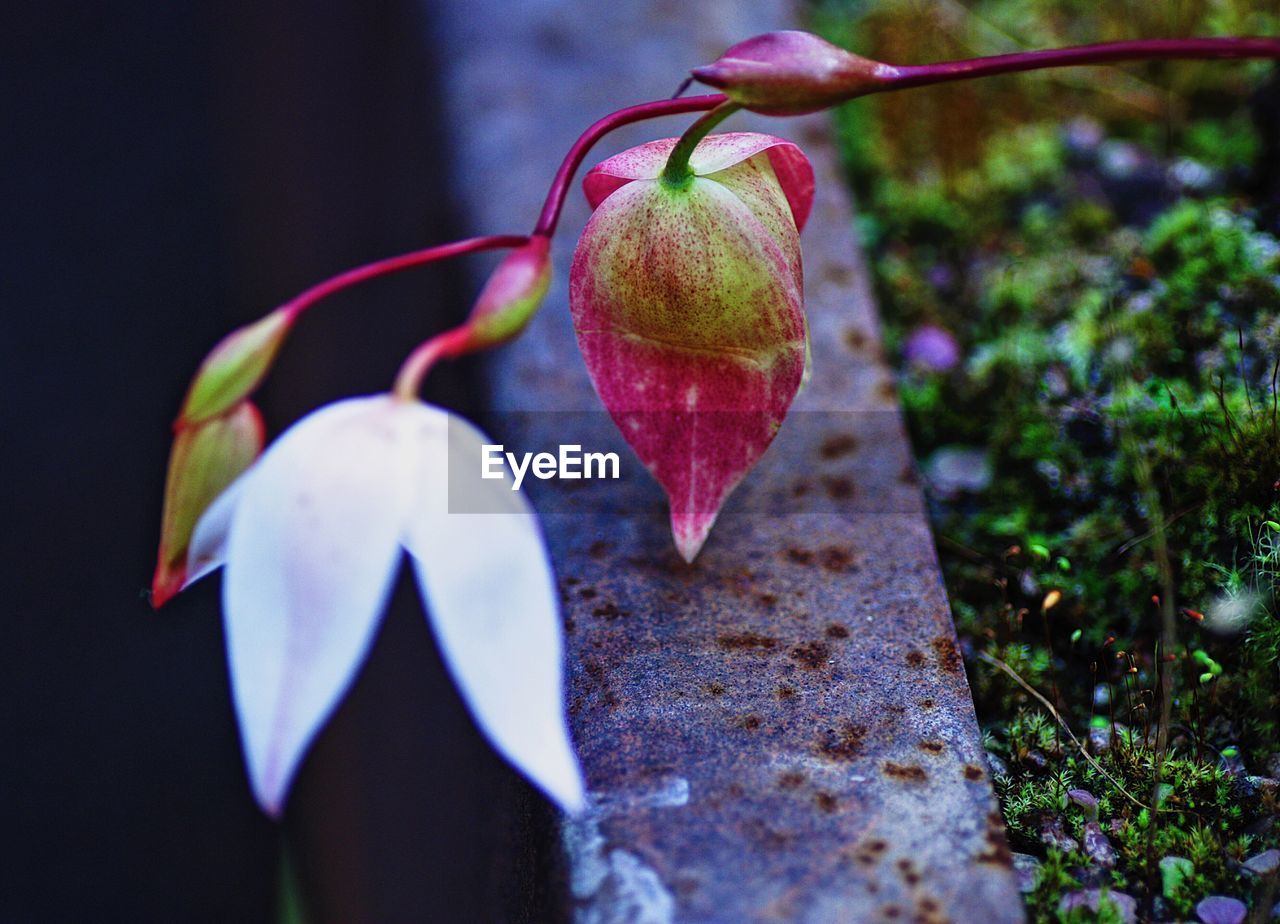 CLOSE-UP OF APPLES ON PLANT