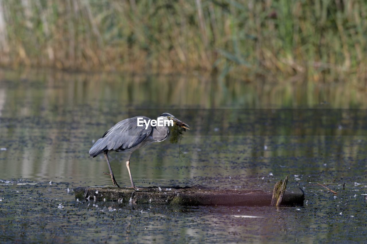 HIGH ANGLE VIEW OF GRAY HERON