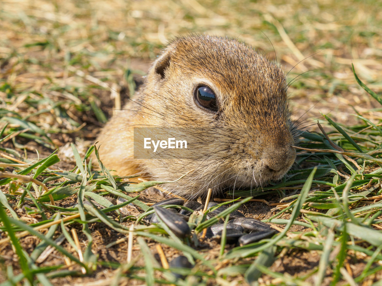 portrait of rabbit on field