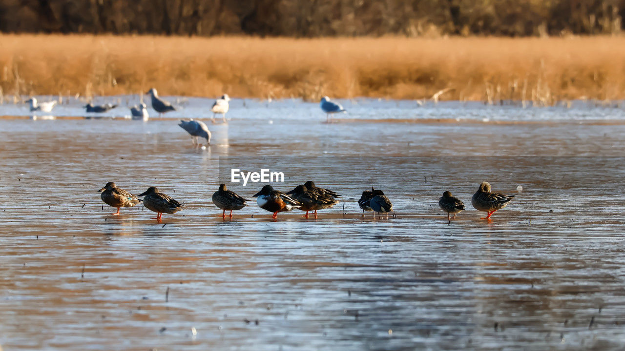 animal themes, animal wildlife, animal, wildlife, bird, water, group of animals, duck, water bird, nature, no people, ducks, geese and swans, large group of animals, lake, wetland, beauty in nature, outdoors, day
