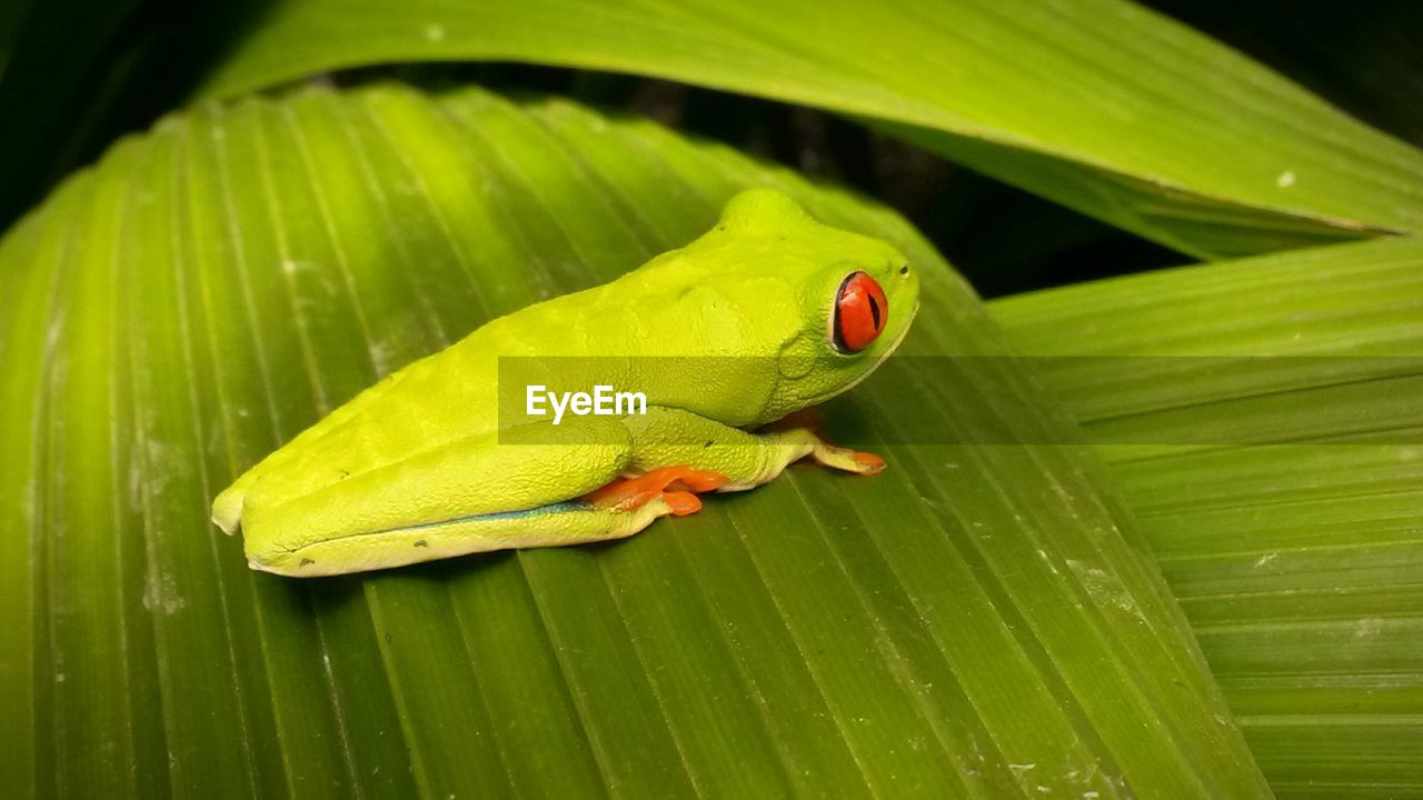 Close-up of frog on leaf