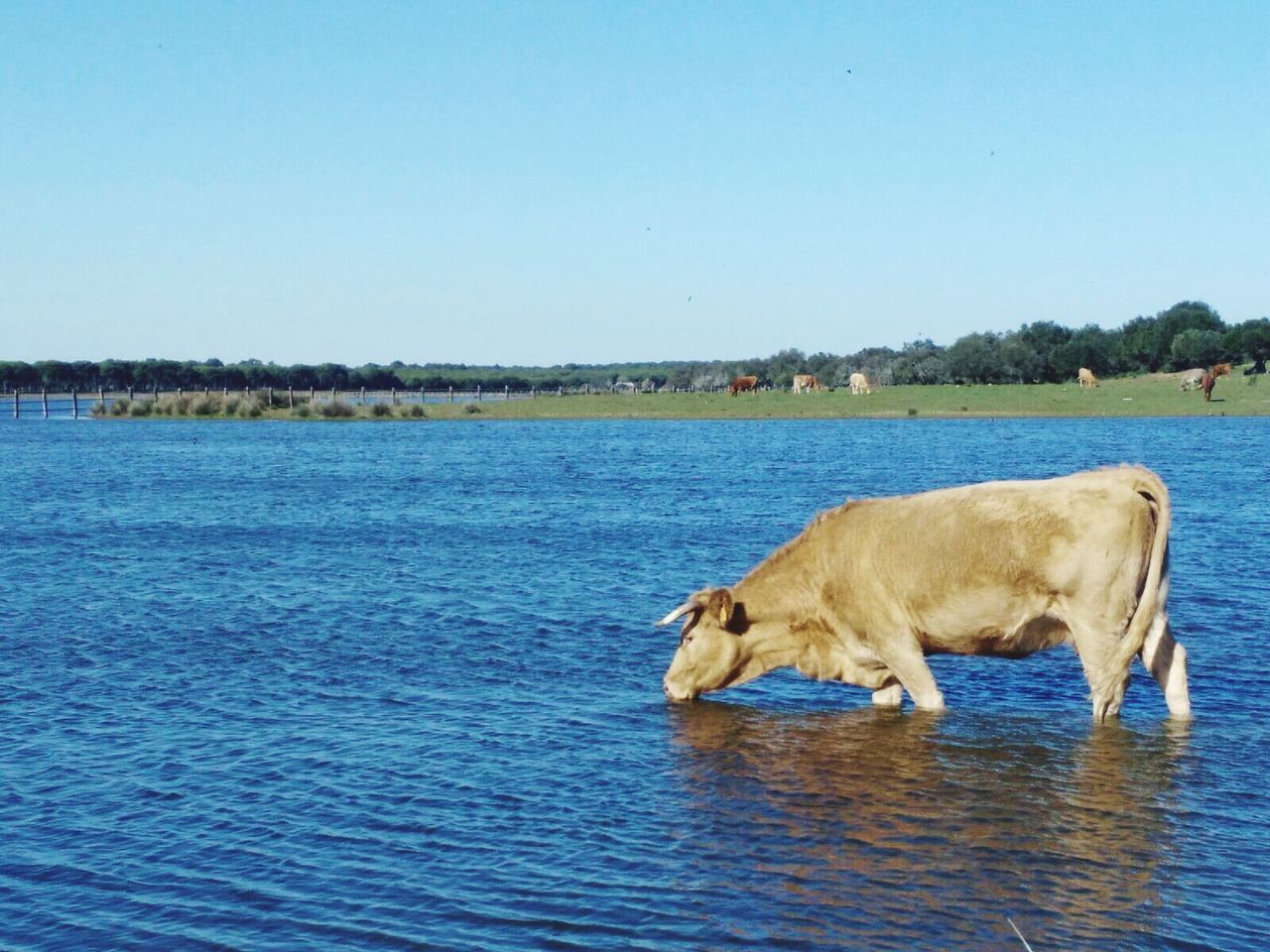 HORSE IN SEA AGAINST SKY