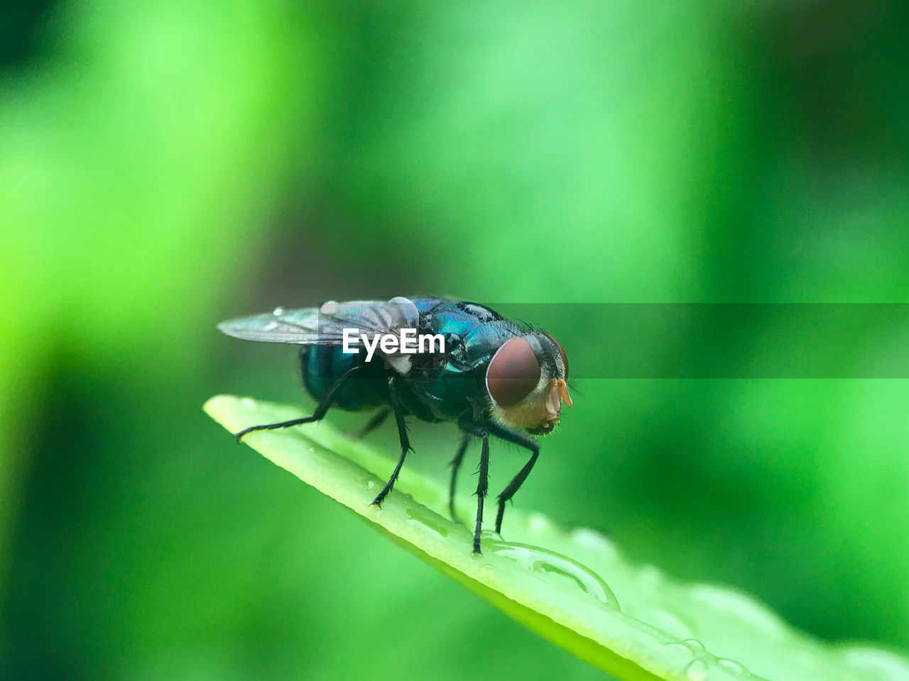 Close-up of fly on leaf