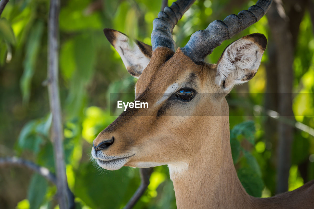 Close-up of head of impala