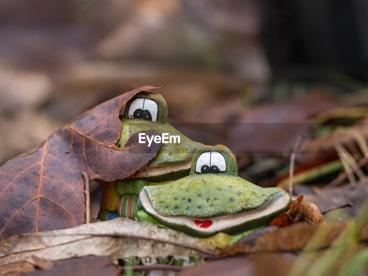 animal themes, animal, animal wildlife, wildlife, one animal, reptile, amphibian, frog, nature, close-up, true frog, no people, macro photography, animal body part, green, outdoors, land, day, portrait, forest, lizard