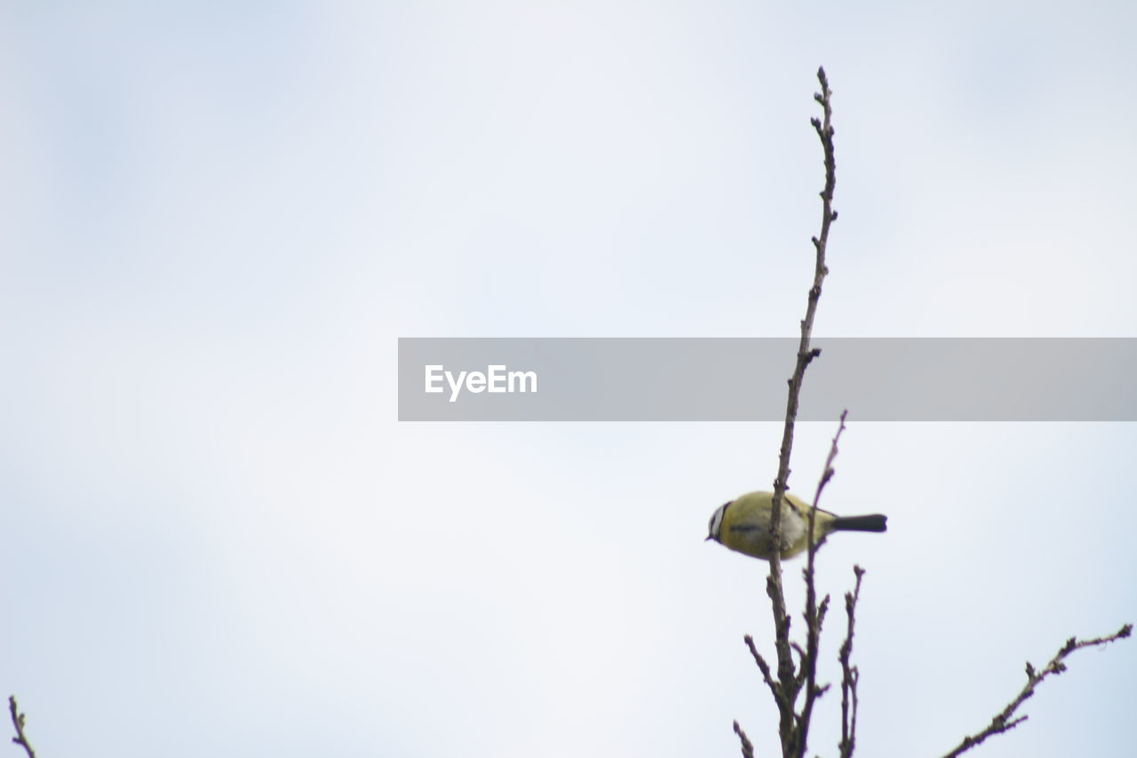 CLOSE-UP OF BIRD PERCHING ON TREE AGAINST CLEAR SKY