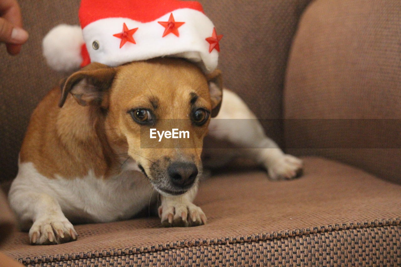 Close-up portrait of dog relaxing on floor