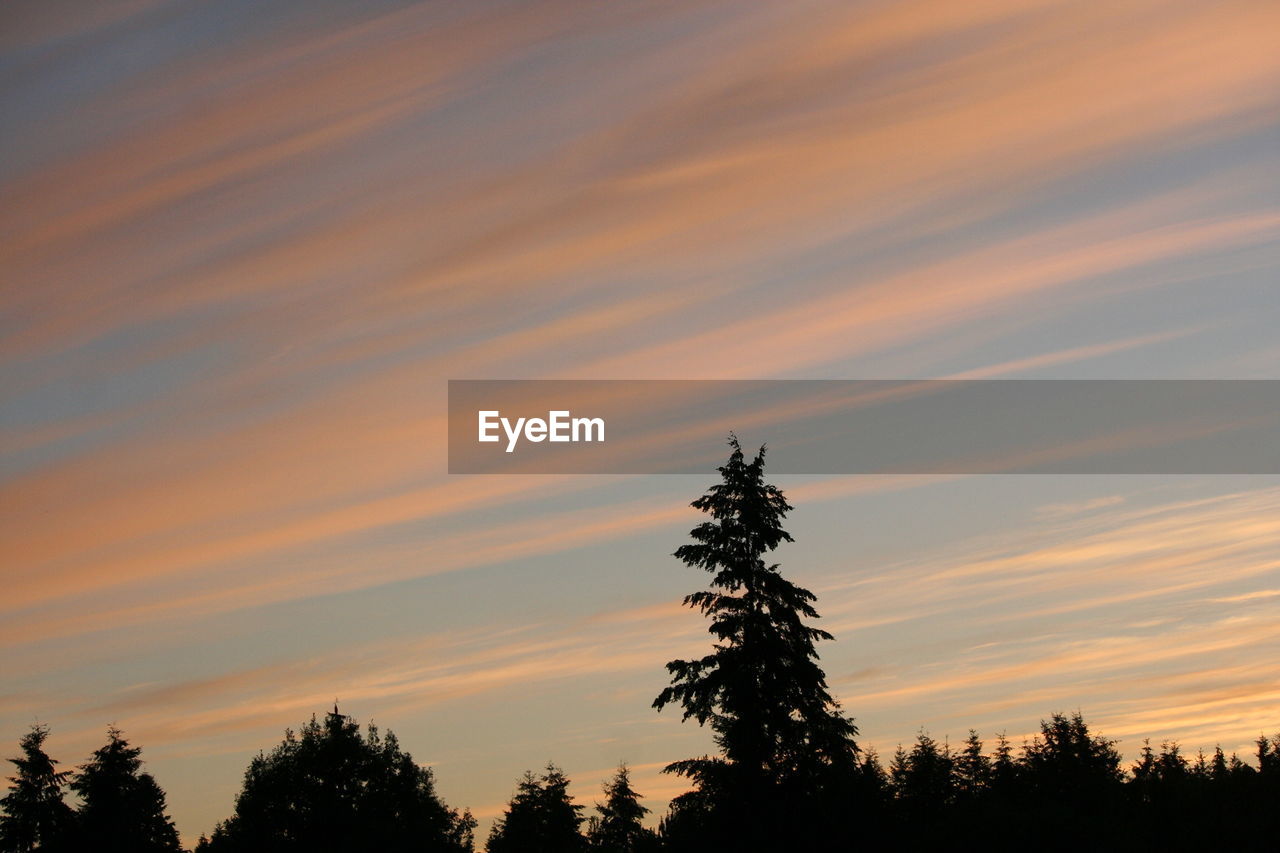 Low angle view of silhouette pine trees against sky during sunset