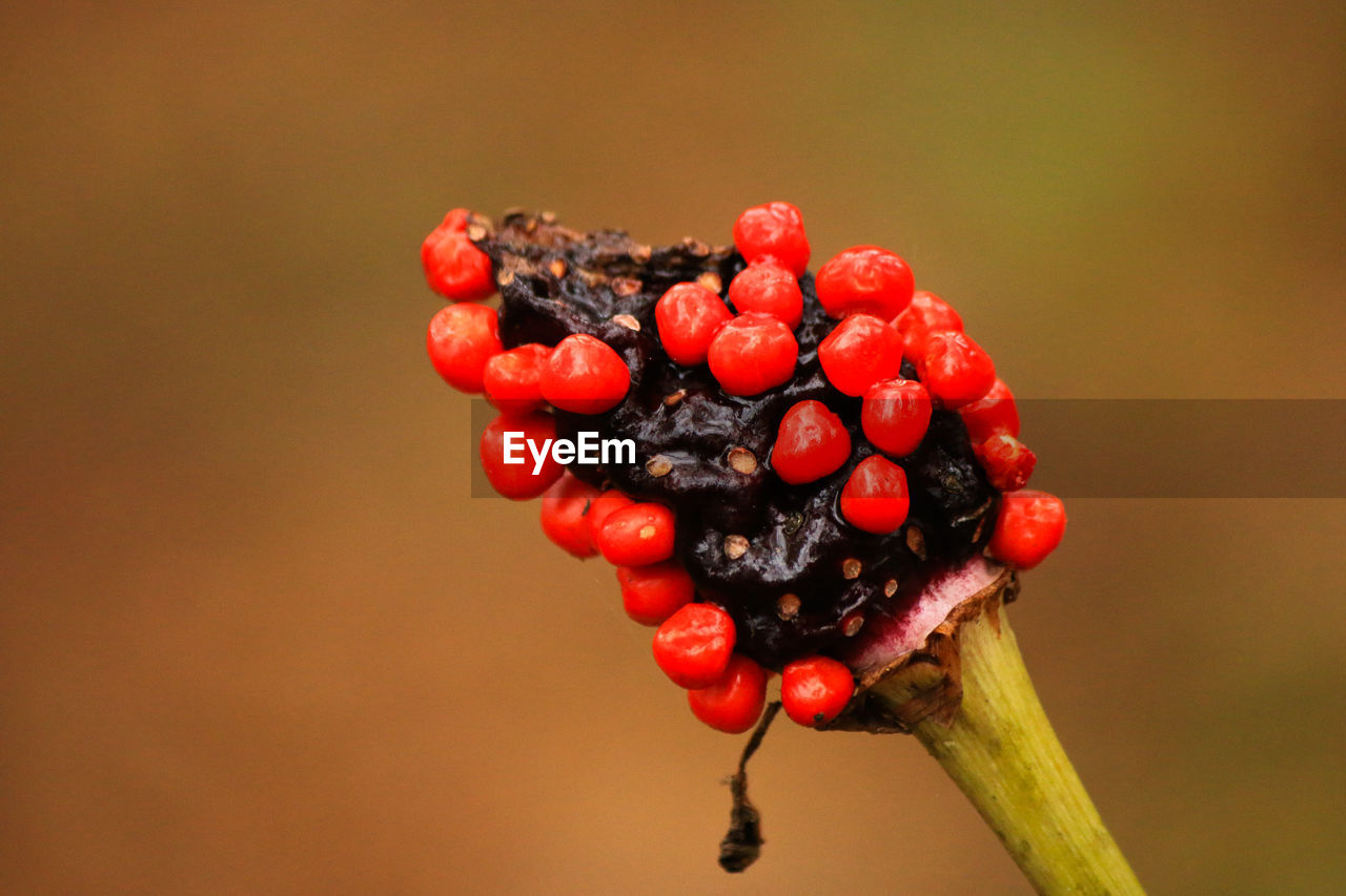 Close-up of red berries on branch