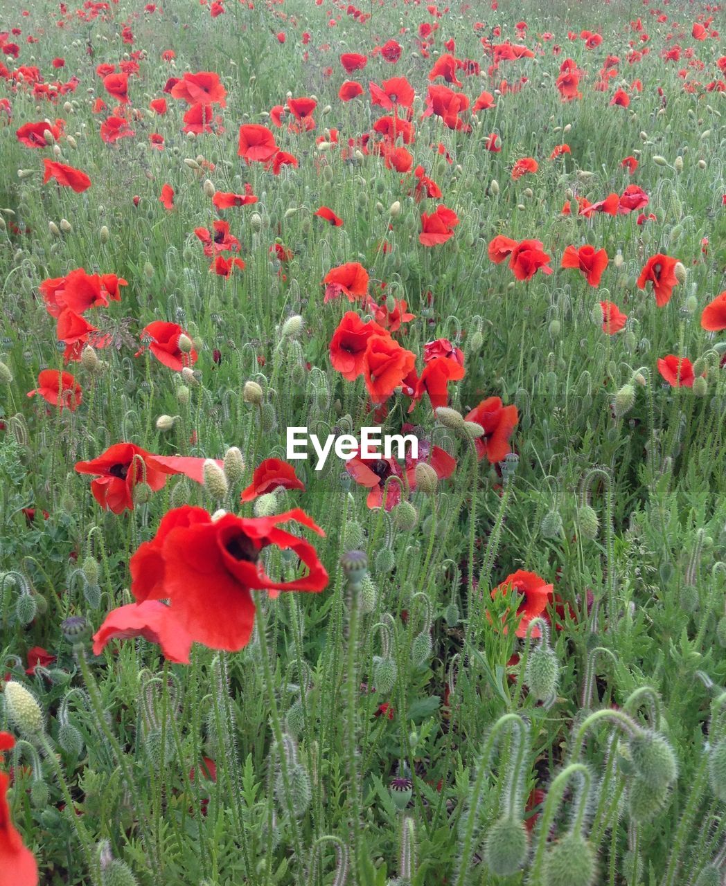 CLOSE-UP OF RED POPPY FLOWERS