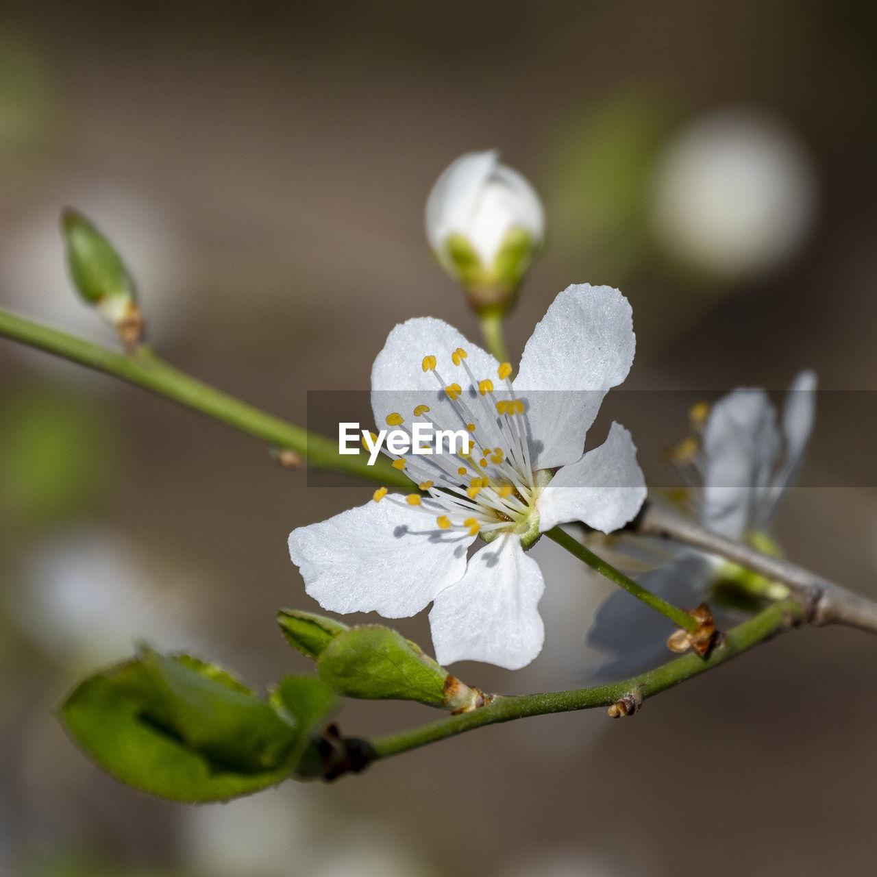plant, flower, flowering plant, freshness, beauty in nature, close-up, branch, blossom, nature, fragility, macro photography, springtime, white, produce, growth, tree, food, food and drink, no people, flower head, focus on foreground, petal, inflorescence, outdoors, selective focus, green, botany, fruit, twig, pollen, plant part, leaf, environment, day, fruit tree, stamen, softness