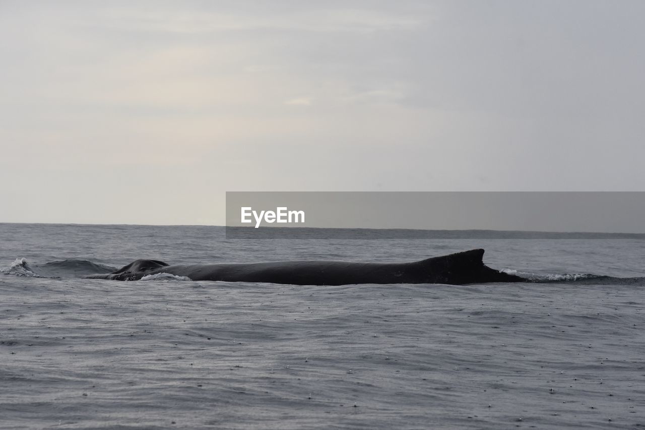 Humpback whale breathing 