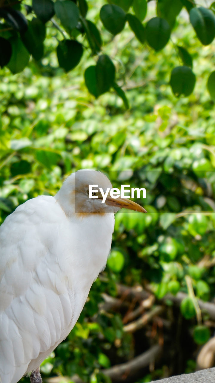 Close-up of bird perching on tree