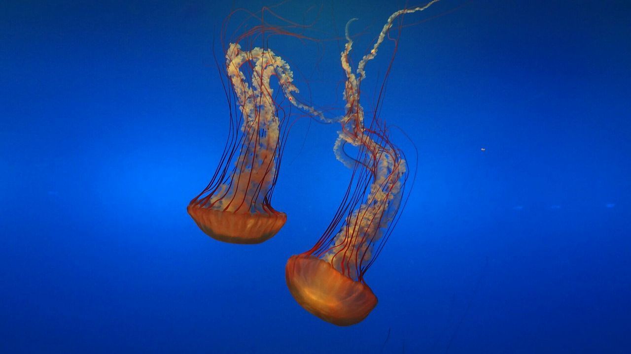 Sea nettle jellyfish swimming in aquarium