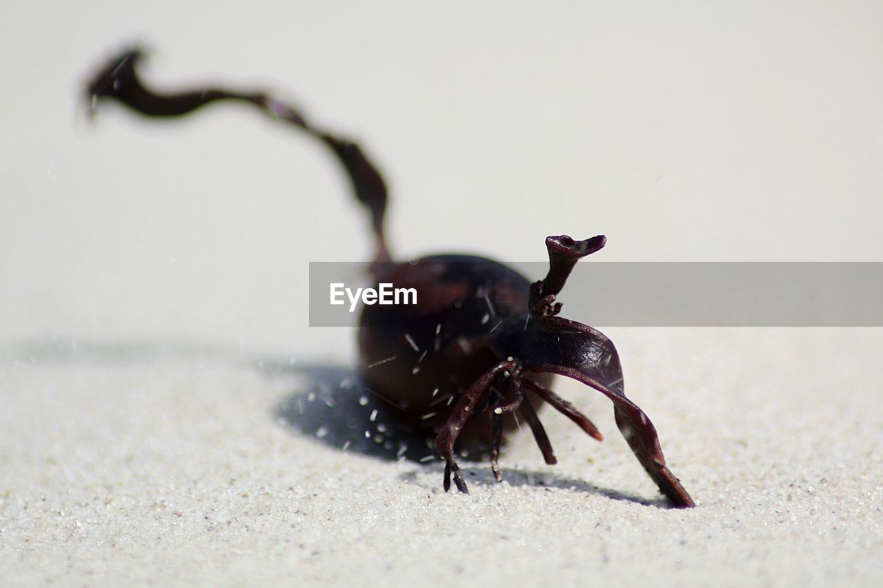 CLOSE-UP OF GRASSHOPPER ON SAND