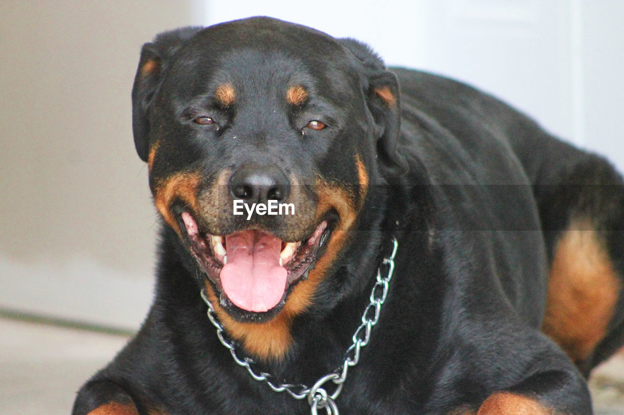 Little Chuck ... Saguenay, Québec, Canada Animal Themes Black Color Close-up Day Dog Domestic Animals Indoors  Mammal No People One Animal Pet Collar Pets Portrait Rotweiller