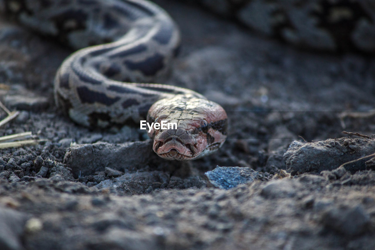 Indian rock python