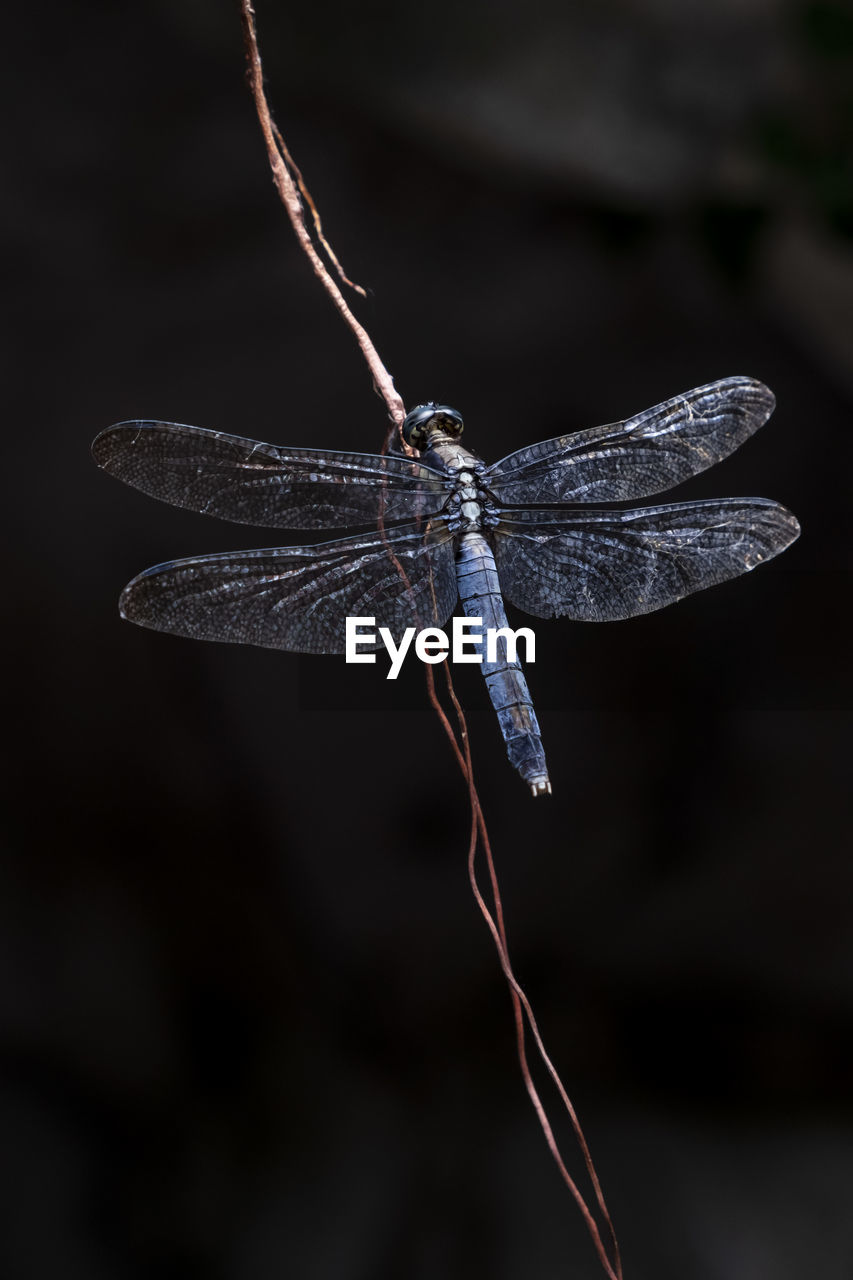 Close-up of dragonfly on twig