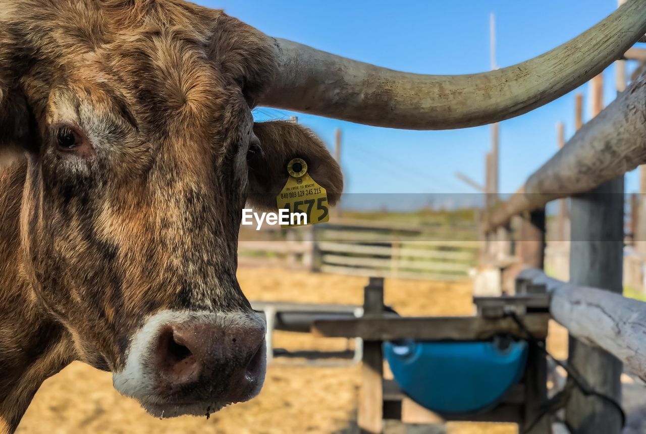 CLOSE-UP OF A HORSE