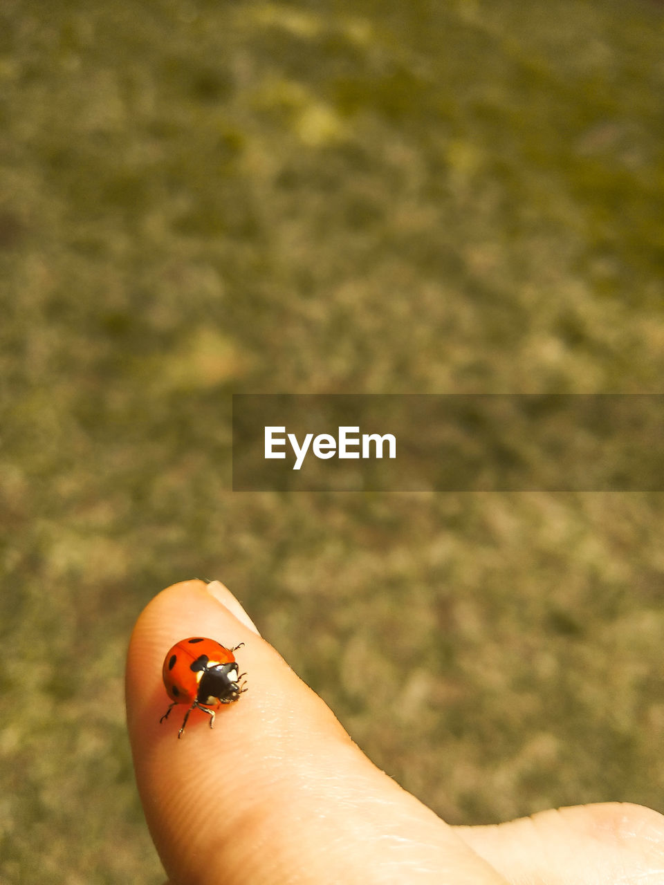 HIGH ANGLE VIEW OF LADYBUG ON HAND