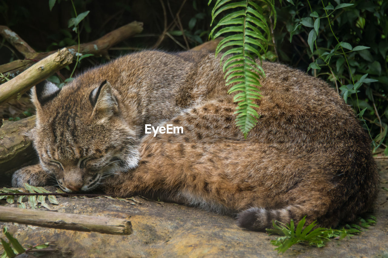 Close-up of bobcat relaxing outdoors