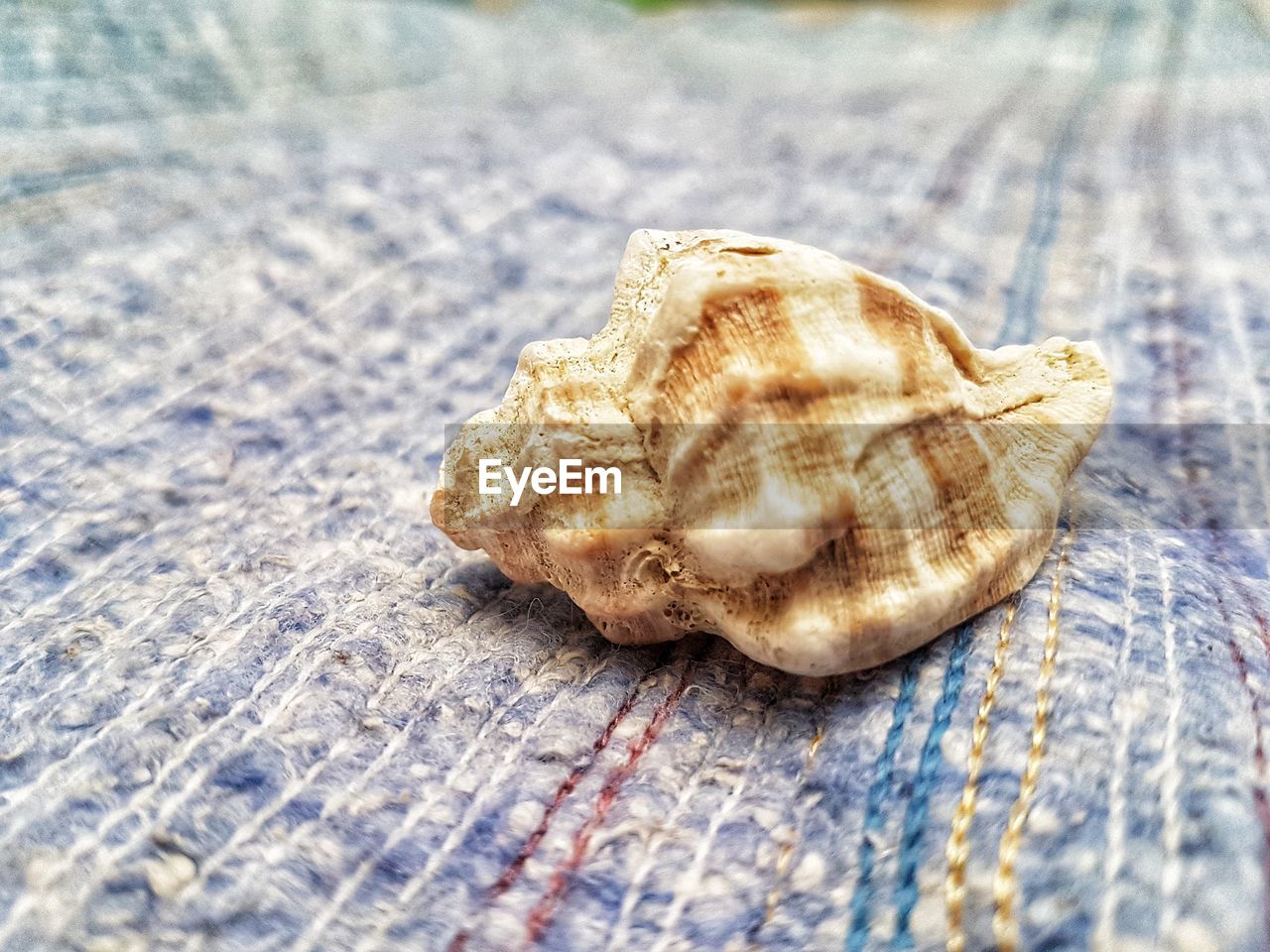 CLOSE-UP OF A SHELL ON A TABLE