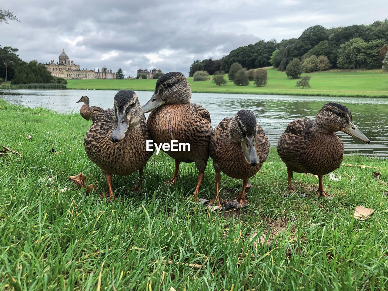 Flock of birds on field