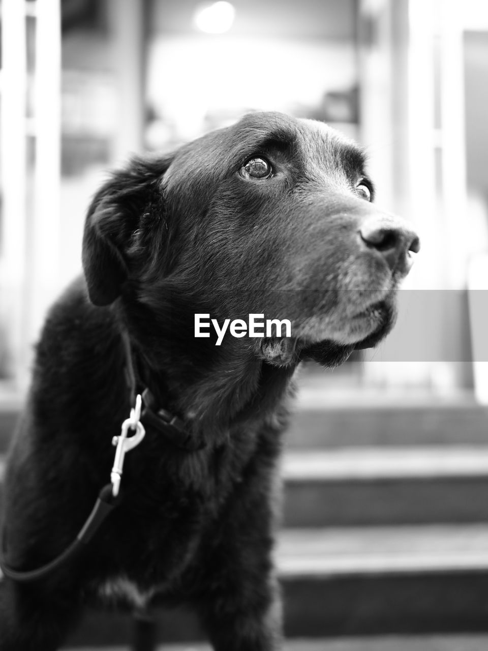 CLOSE-UP OF BROWN DOG LOOKING AWAY