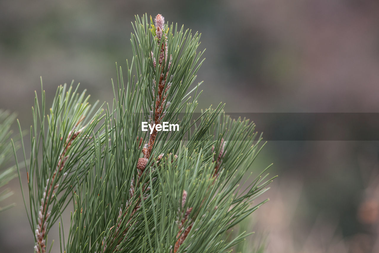 Close-up of pine needles