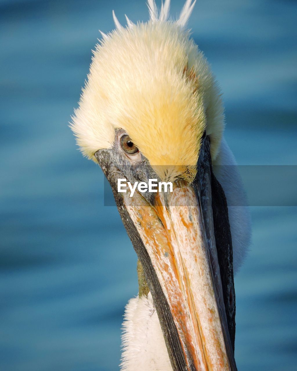 CLOSE-UP OF PELICAN ON OUTDOORS