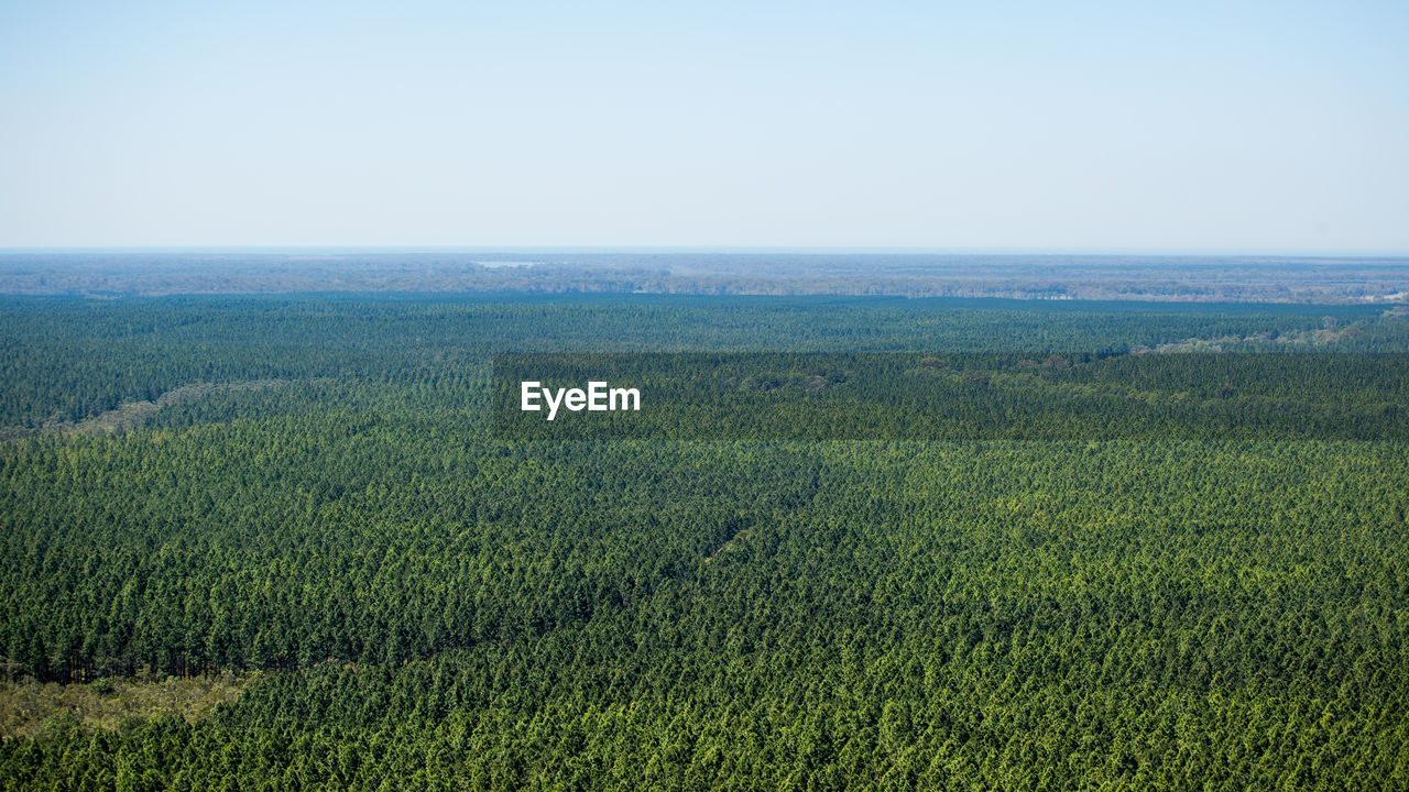 Scenic view of field against clear sky