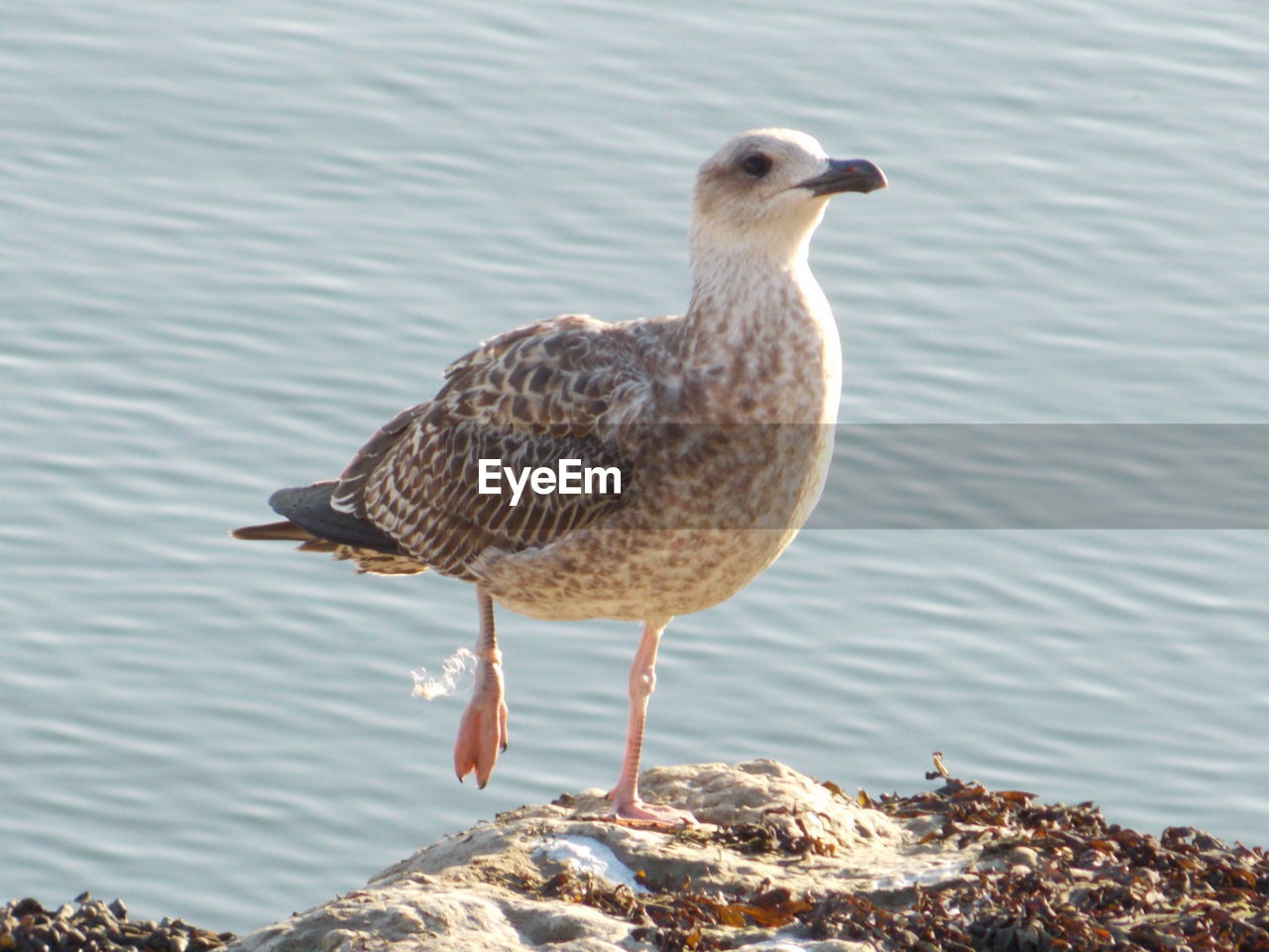 SEAGULL PERCHING ON A LAKE