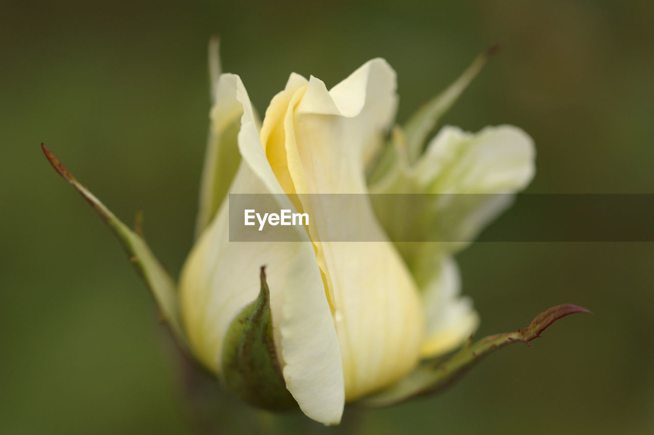 Close-up of white flowering plant