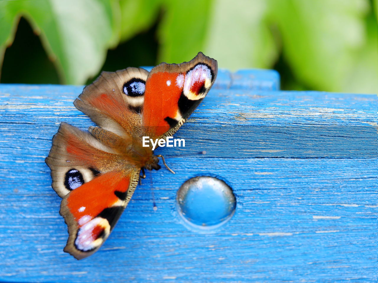 Close-up of peacock butterfly perching on wood 
