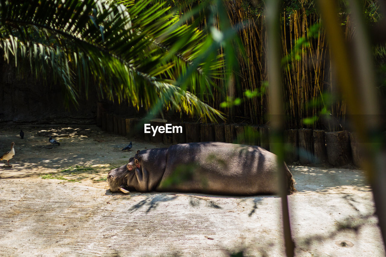 SIDE VIEW OF AN ANIMAL ON LAND AT ZOO