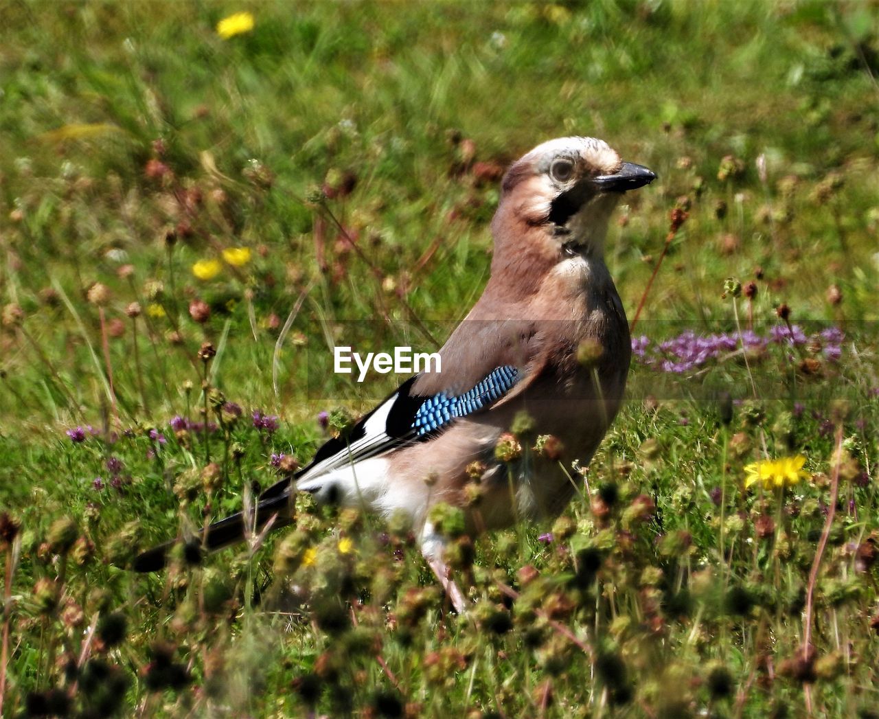 BIRD IN A FIELD