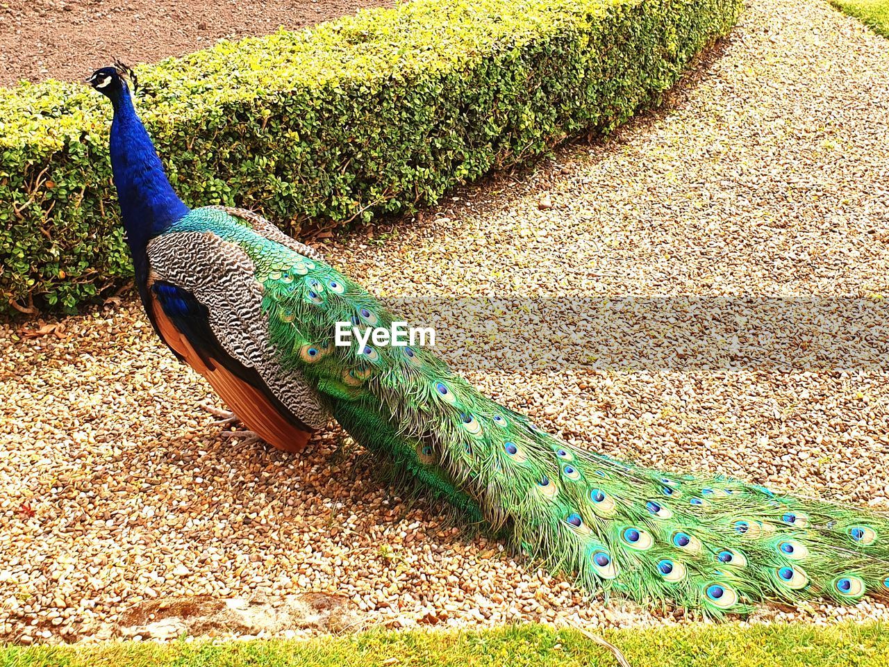 HIGH ANGLE VIEW OF PEACOCK ON GRASS