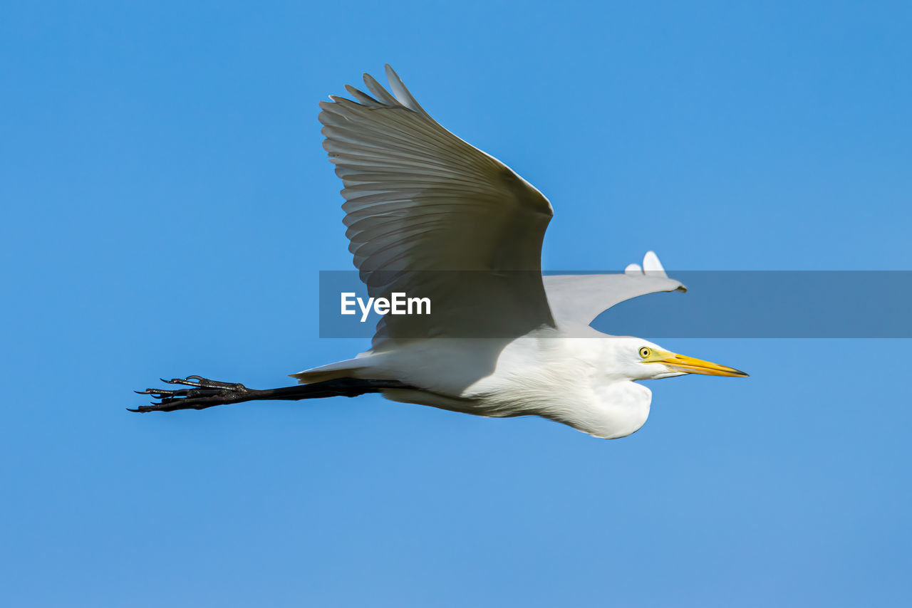 LOW ANGLE VIEW OF SEAGULLS FLYING