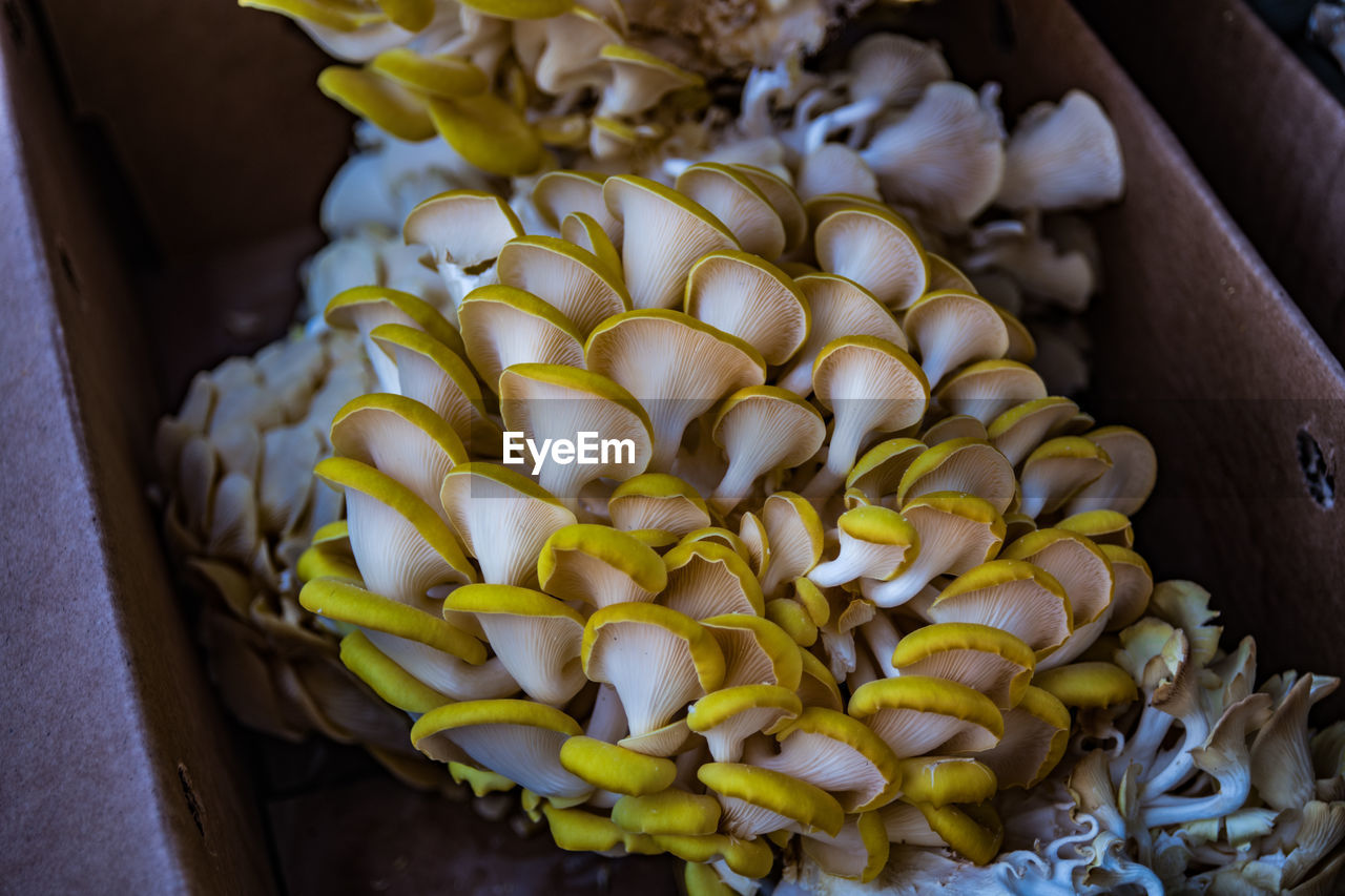 HIGH ANGLE VIEW OF VEGETABLES FOR SALE IN CONTAINER