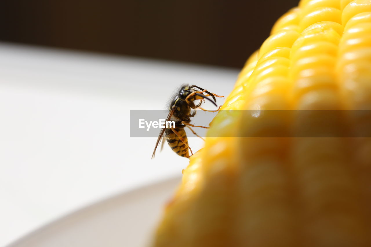 Close-up of wasp on sweetcorn