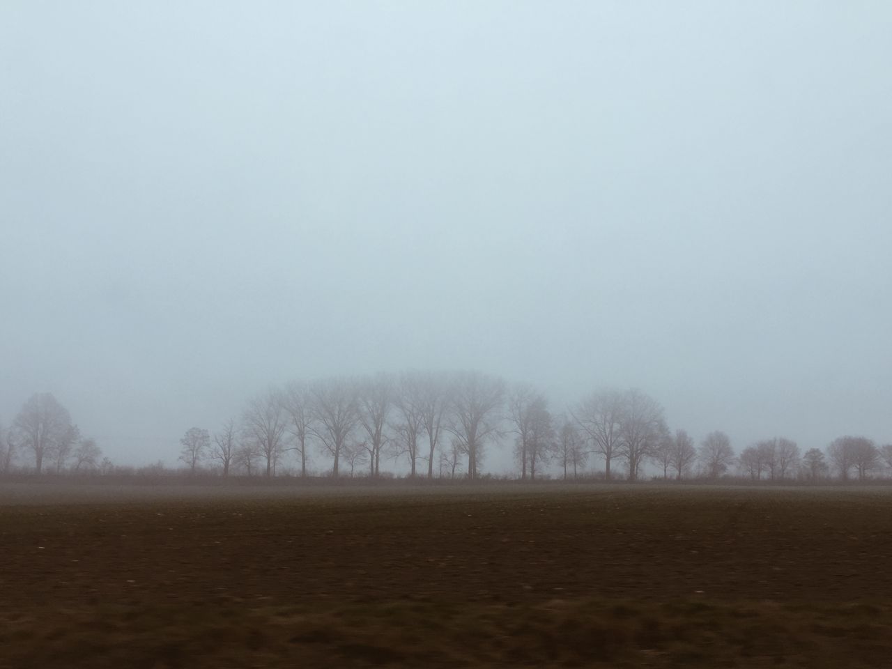 TREES ON FIELD AGAINST SKY IN FOG