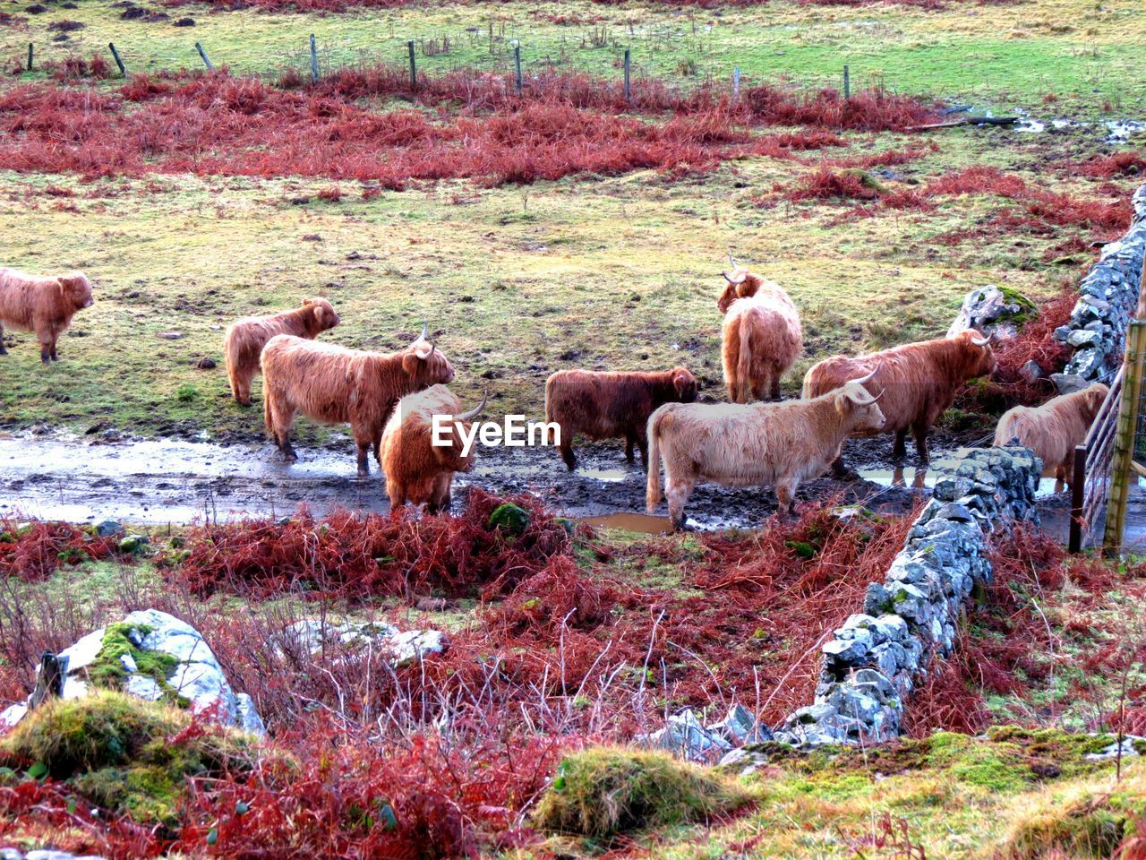 SHEEP ON FIELD AGAINST TREES