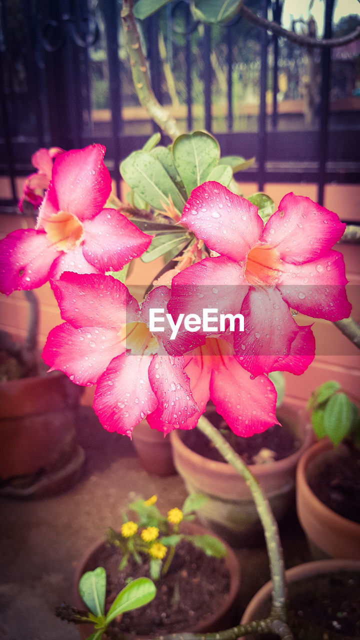 CLOSE-UP OF PINK FLOWERS BLOOMING IN PARK