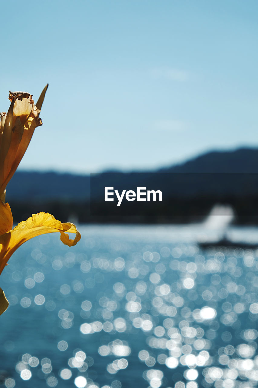 Close-up of yellow flower against sea