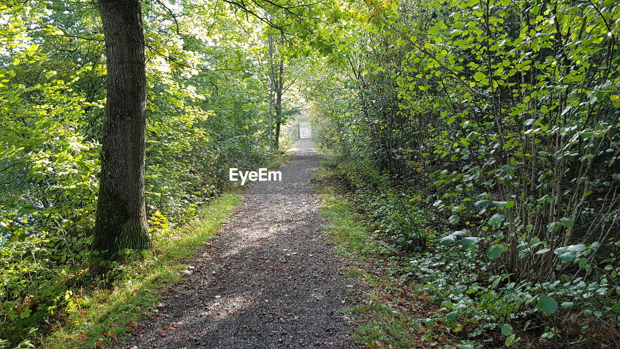 Road amidst trees in forest